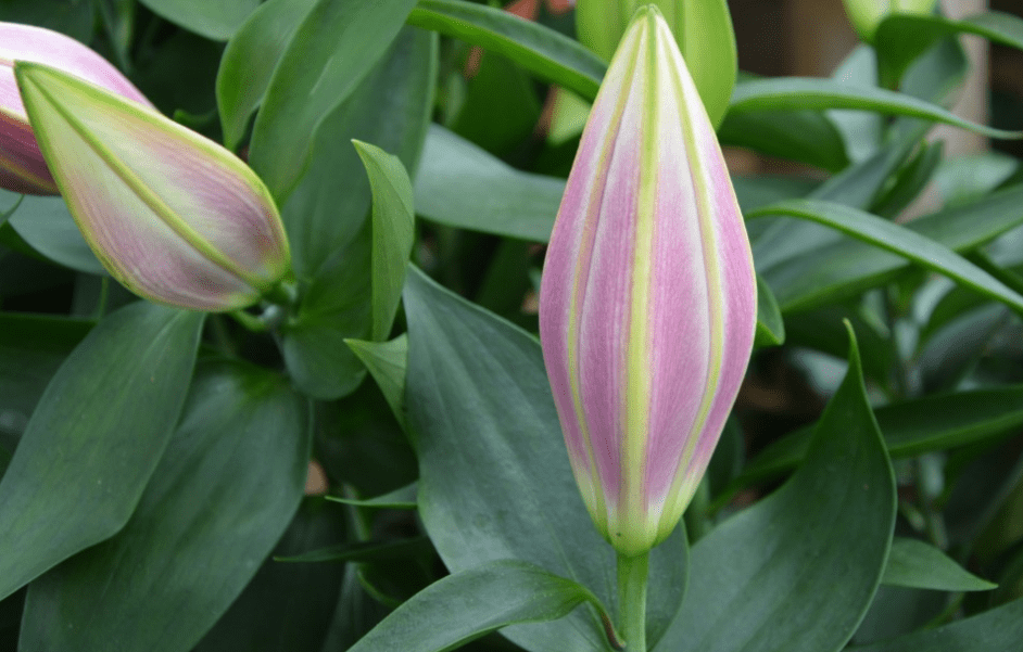 3月中旬 花繁叶茂 鸳鸯喜叫 3大生肖眉开眼笑 旧情人驾临 3月中旬 花繁叶茂 鸳鸯喜叫 3大生肖眉开眼笑 旧情人驾临