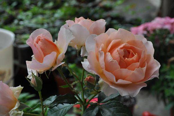 养花就养3种"女神花",花大色美,香气怡人,四季开花,盆栽也可以