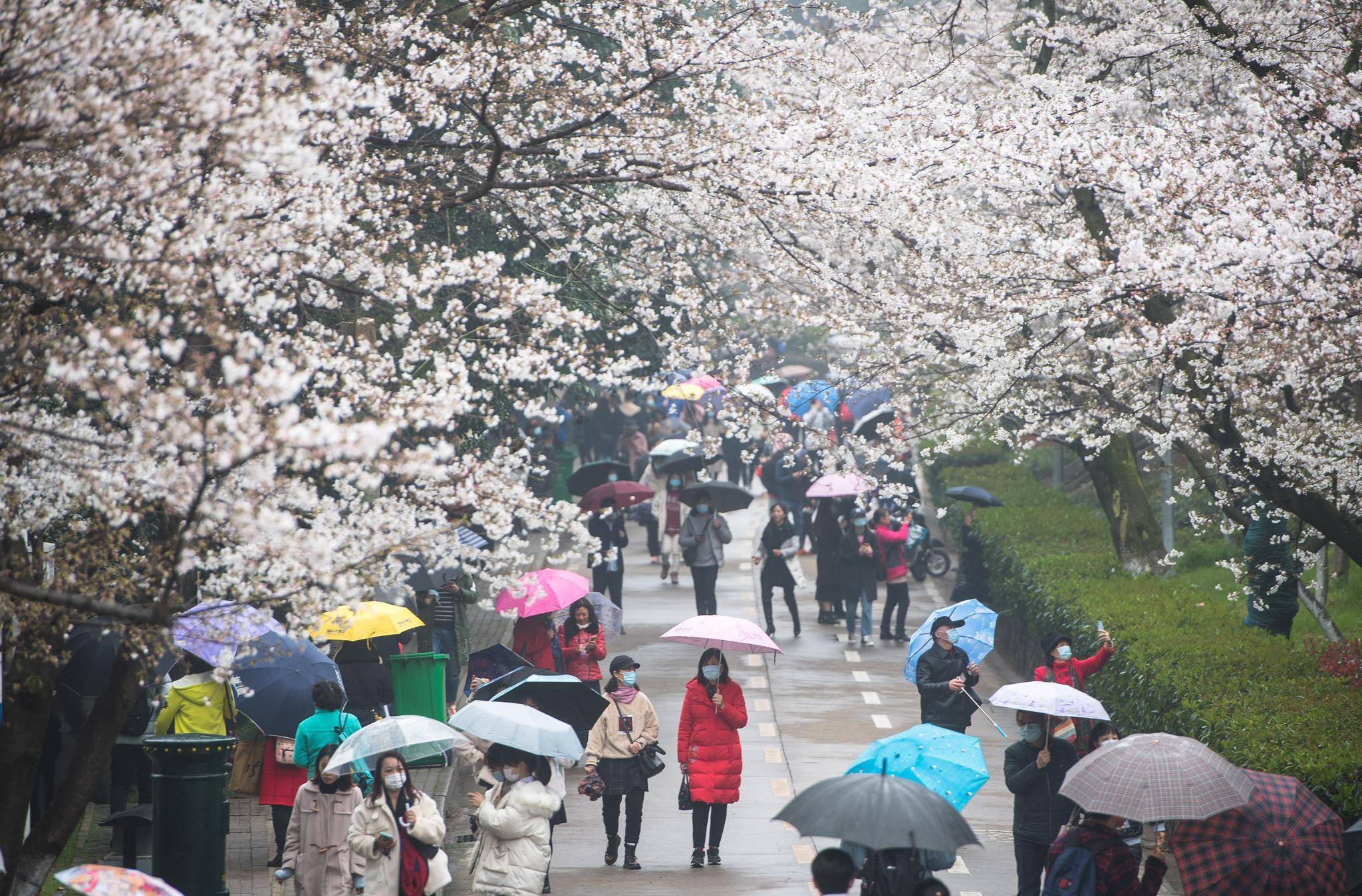 武汉大学开始接待预约游客赏樱，今年武大樱花格外美