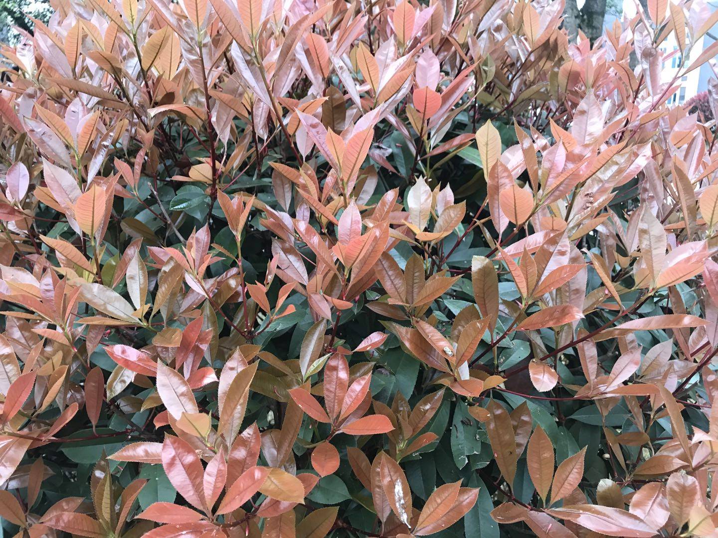 咖啡色的红杏木-搜狐大视野-搜狐新闻