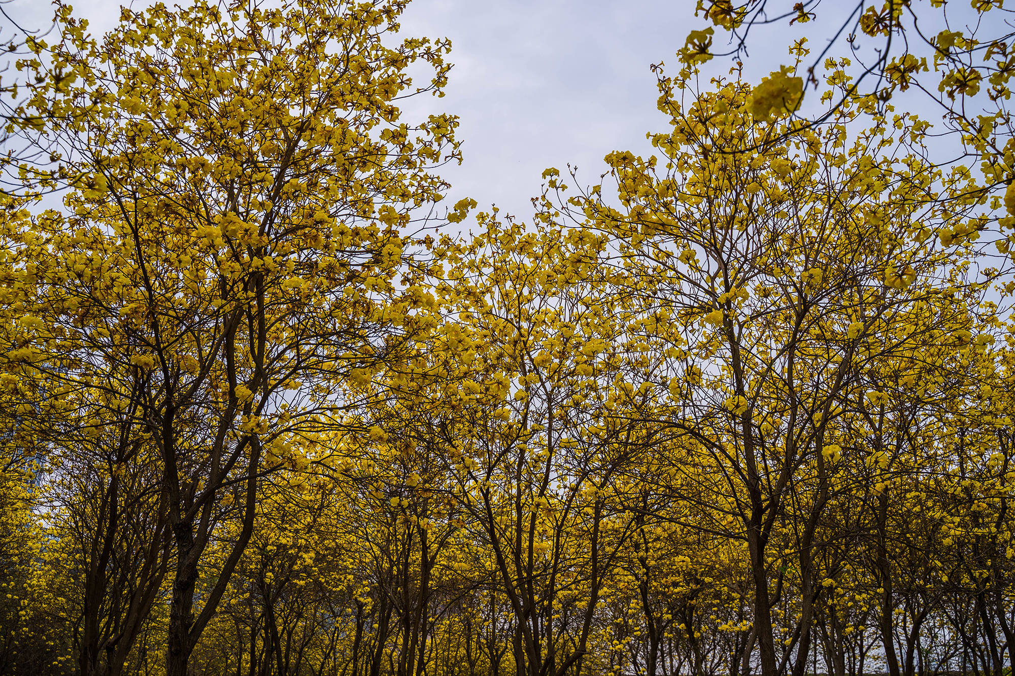 福州赏花攻略：爱琴海旁的黄花风铃木开了，走进油画般的世界