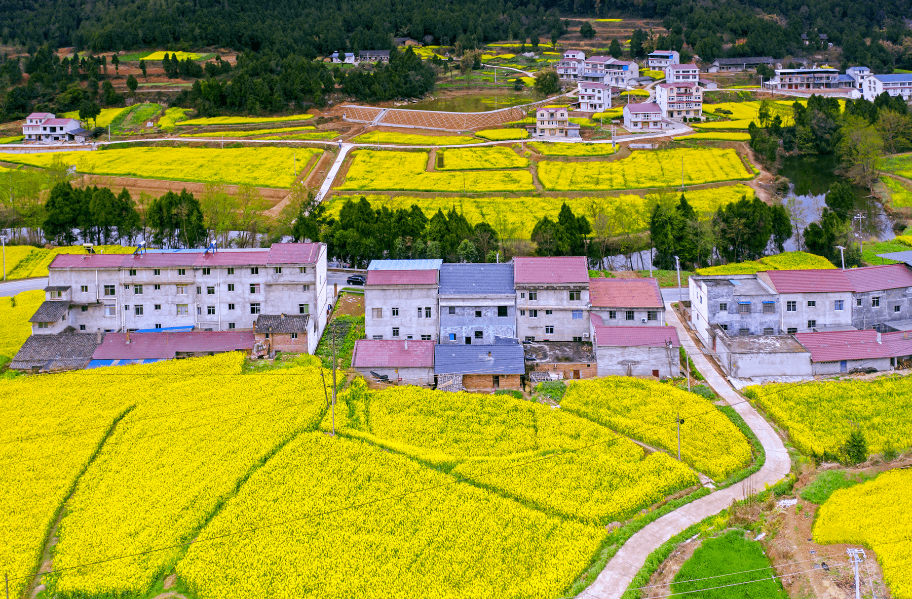 广元太美啦！金黄的油菜花与民居、公路构成一幅绝美的乡村画卷！
