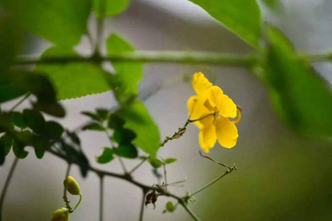异叶黄钟木的作用用途:植物影响