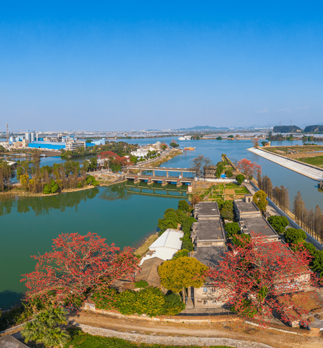 双水镇东陵村木棉花开,怒放的"火花",带来了春的朝气.