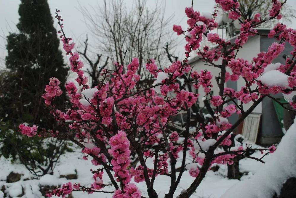 鲜美四季丨乘着春风出游，在莱州遇见一个有趣又诗意的春天~