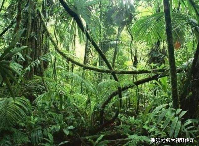 在人类恐惧的心理状态下,真的就像"绿色地狱"一般