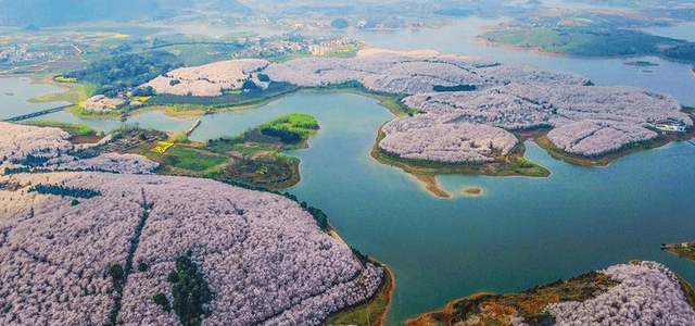 美过日本！不知名的县区因樱花“一夜爆红”，是“最大”的赏樱地