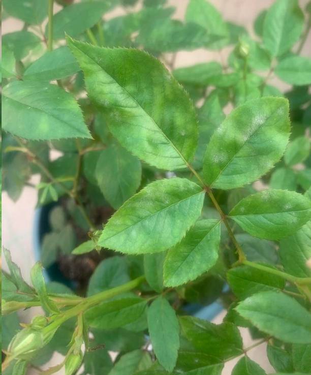 蓝妖 经常下雨 月季花这两种病害要尽快预防 白粉病