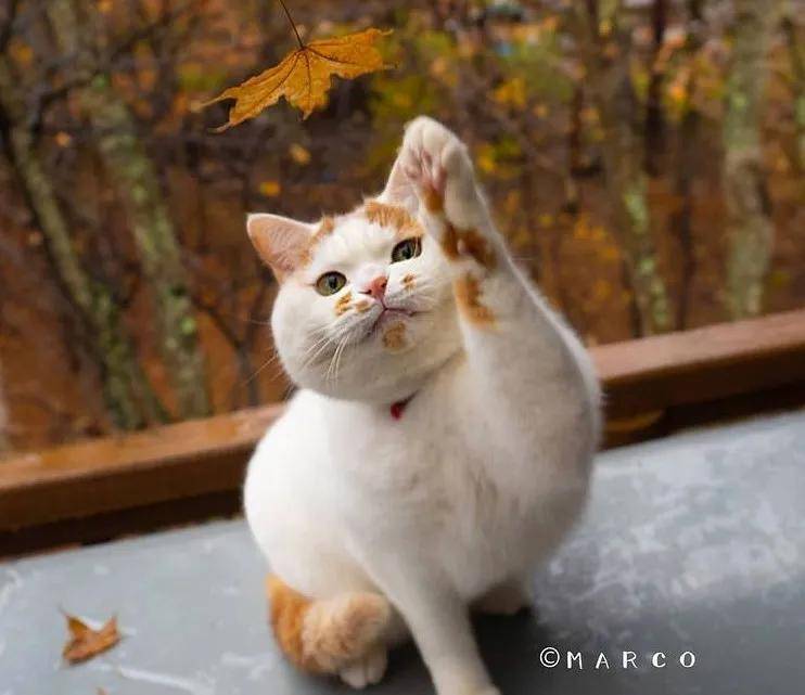 听完古代猫猫的名字 我家猫直接气哭了 猫奴