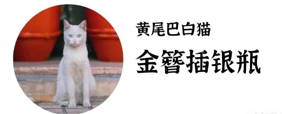 听完古代猫猫的名字 我家猫直接气哭了 猫奴