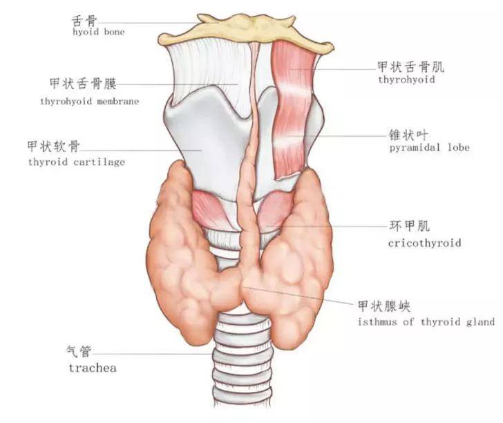 甲状旁腺甲状腺他们的区别你真的了解吗