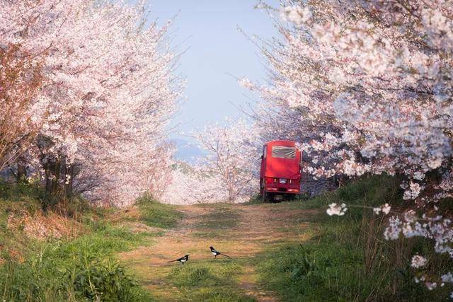 20个国内春天赏花最美的旅行地，你去过几个了？