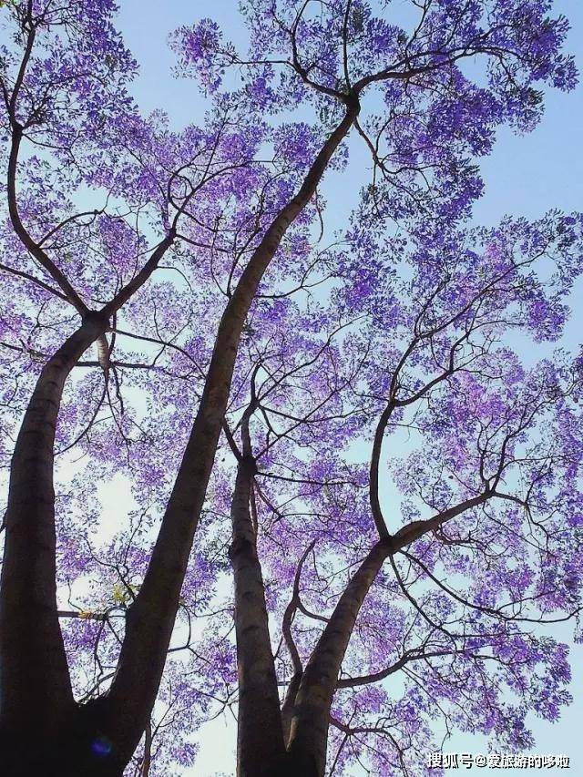 下个月这座小城将被紫色花海包围 一派世外胜境 而且游人很少 西昌