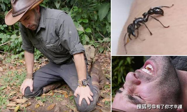 其实从名字就能看出,据传当子弹蚁的毒素进入人体后,那种感觉就宛如被