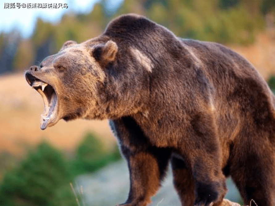 北极熊条件艰苦还纯肉食 别的熊实力强环境好 怎么成了杂食动物 熊科