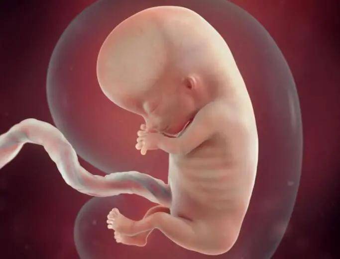三十六周的胎儿图片图片