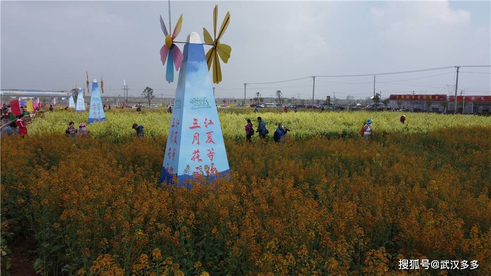 江夏五里界彩色油菜花图片