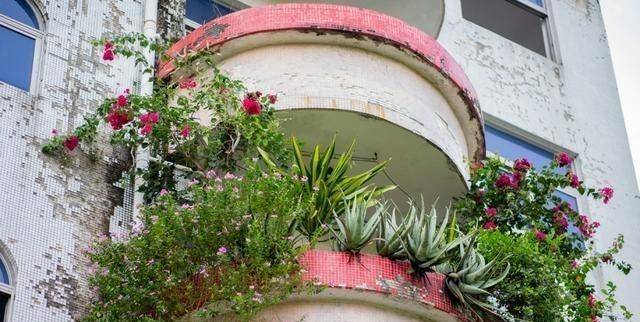 苏州一阳台“走红”，鲜花竞相开放，犹如“瀑布”，场景美不胜收
