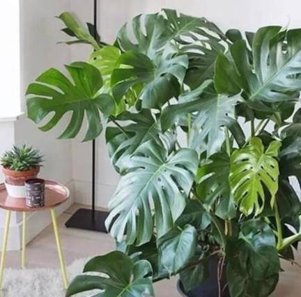 龟背竹怎么修剪才能长的好 120e08af8893426ba08be6b9f4e43441.jpeg