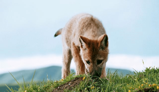 豢养小狼驯成狼王,80后女画家李微漪 史上放生成功第一人