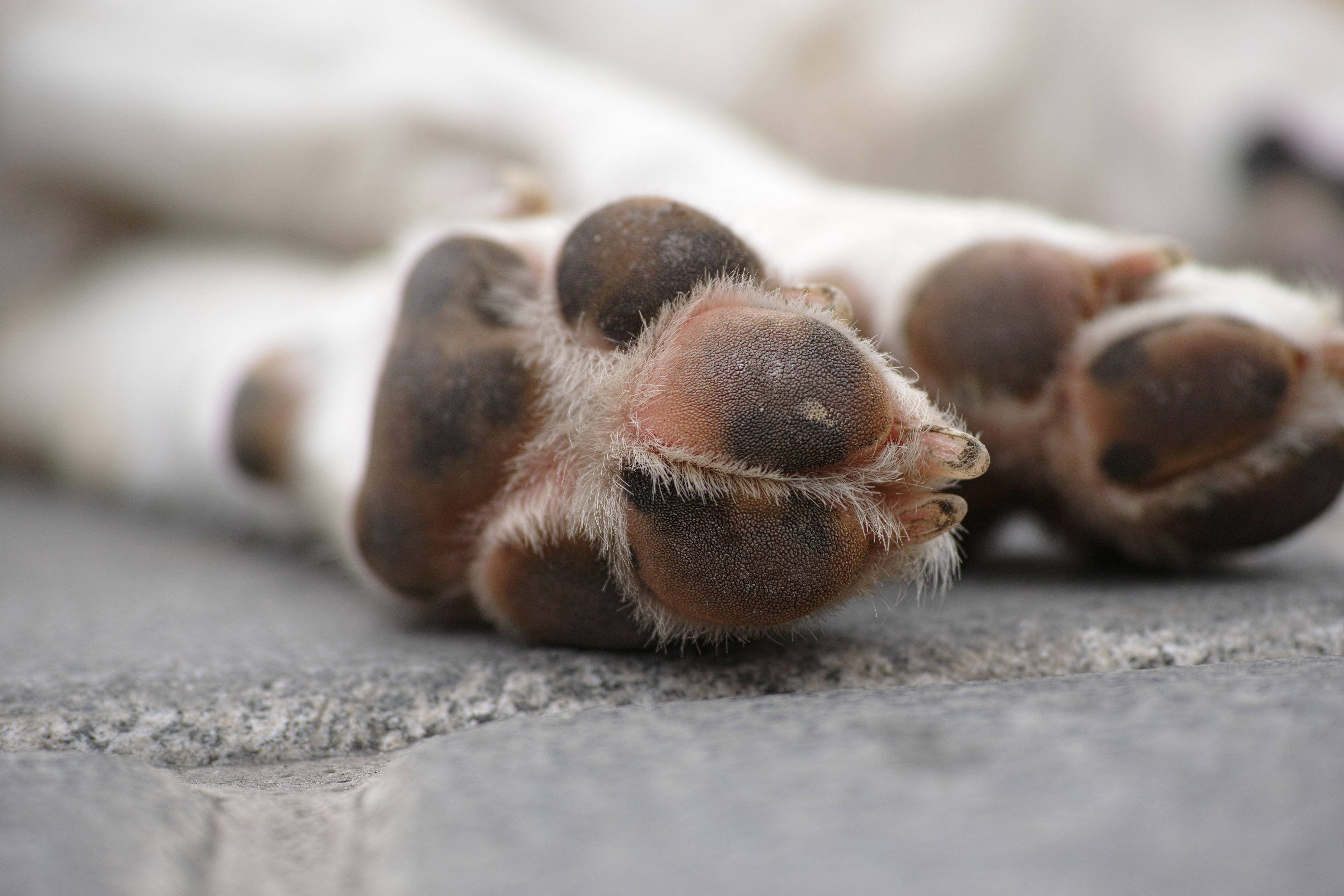 原創狗爪子肉墊乾裂怎麼回事獸醫要考慮犬瘟趾間炎凍傷灼傷