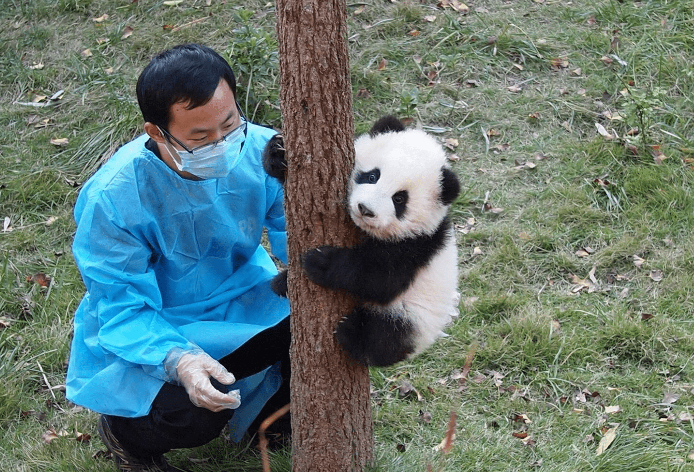 成都“熊猫”路线：两条经典参观线，55元门票与萌宠玩一天！