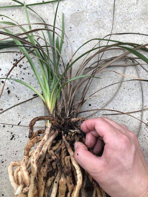 原创气温一高兰花就枯萎,这次做好防备,再也不怕高温对兰花的折磨