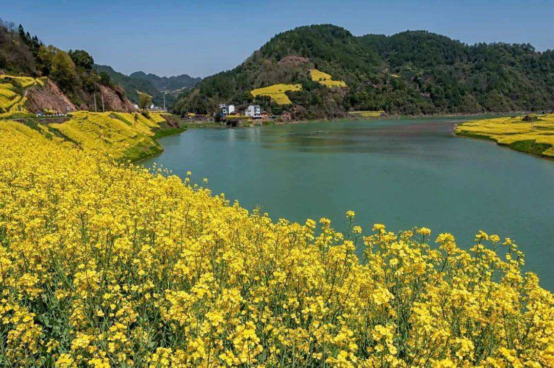 春暖花開時節,坐船遊新安江山水畫廊,賞最美油菜花,真切感受