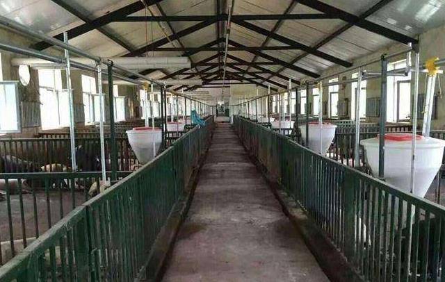 增加料肉比,降低免疫力,诱发疾病,氨气对猪群危害有多大?_猪舍