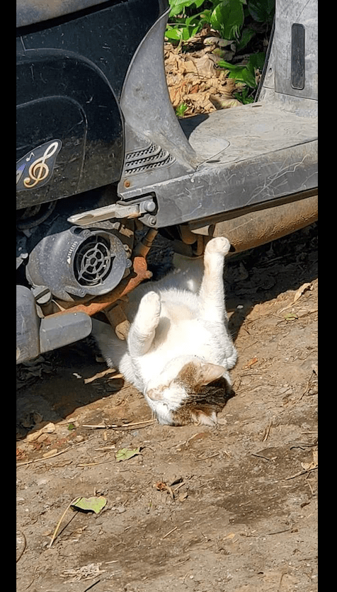 原创猫咪躺在车胎前面睡觉这是碰瓷来了猫在修车扳手递一下