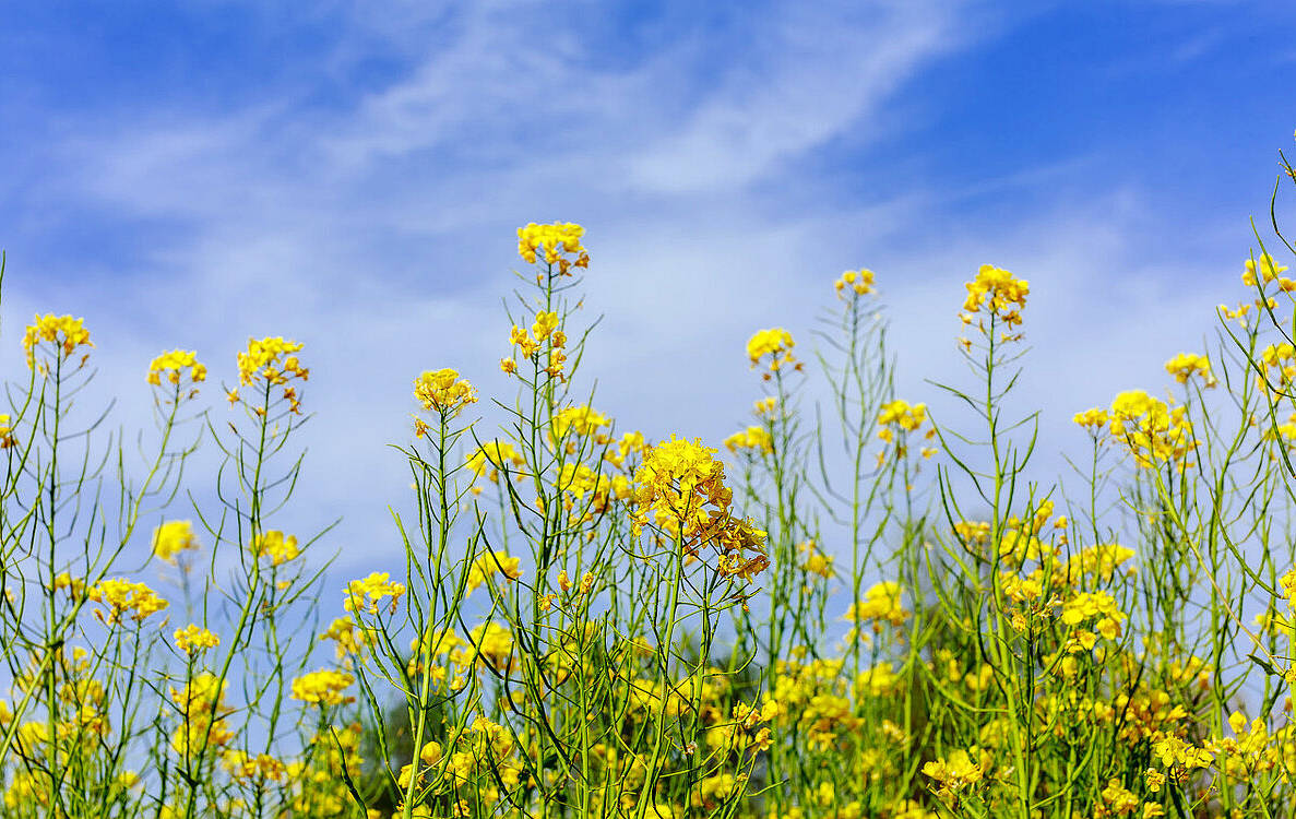 当旅游成为了农民的支柱产业 兴化垛田开启了新时代的新农村 油菜花