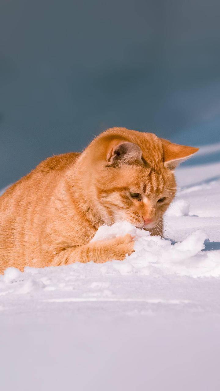 谁说橘猫不吃雪雪地里蹦的可欢了