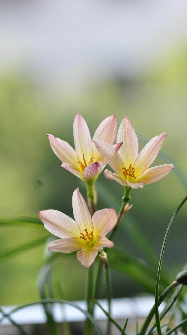 风雨兰几片叶子开花 60b093c2ab1a41a0b95eea87cd810047.jpeg