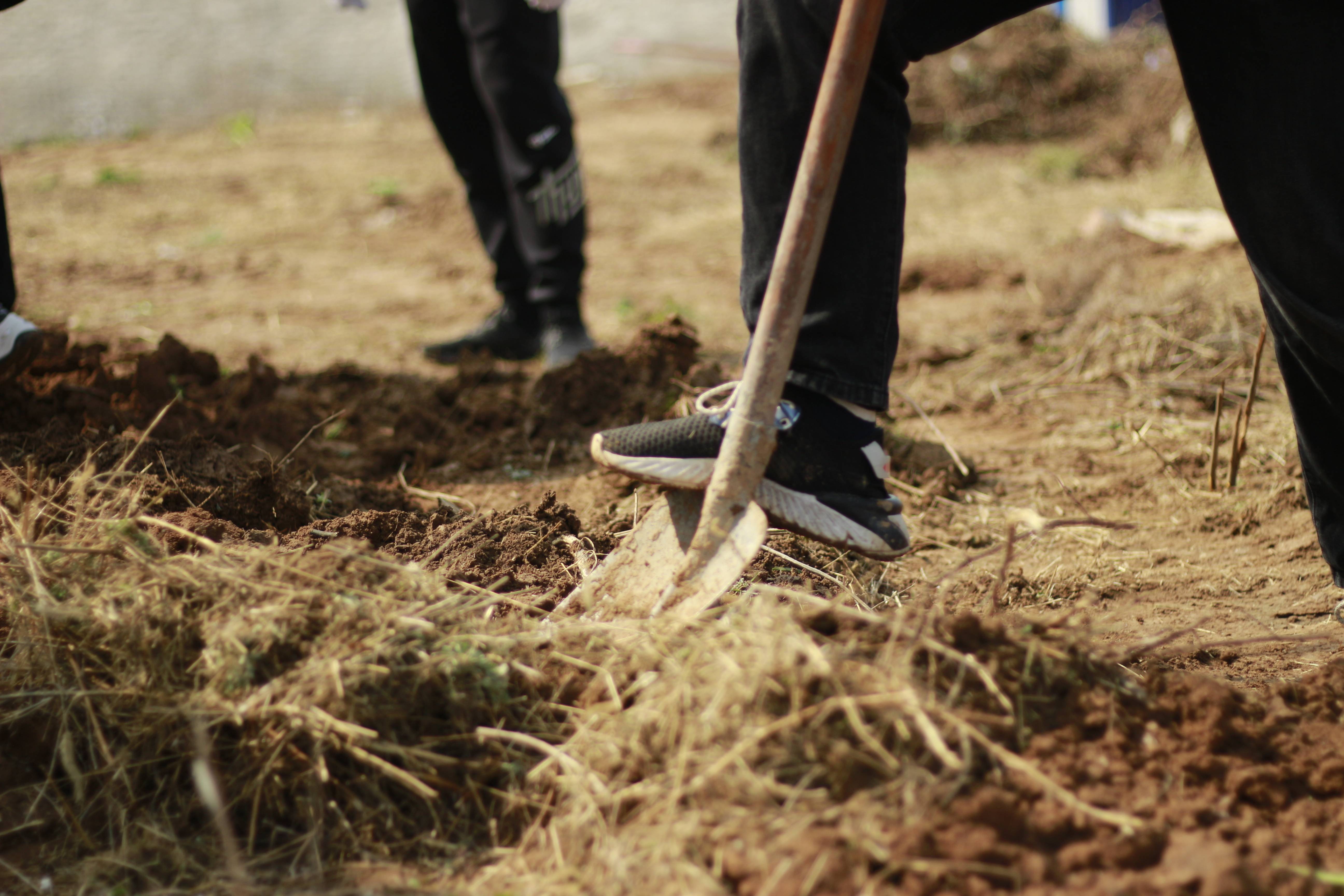 植树现场,大家纷纷拿起铁锹,挥锹铲土,扶树定根,培实新土,提水浇灌