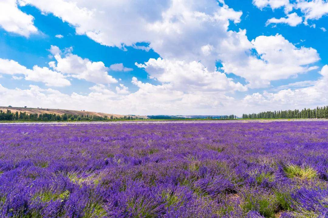 新疆的春天不仅宏伟辽阔的壮美却丝毫不失娇艳欲滴的秀气