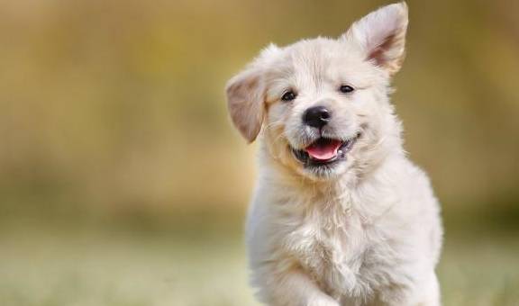 怎么看小狗性格 c30910fe639a4512904f4ac6d335177e.jpeg