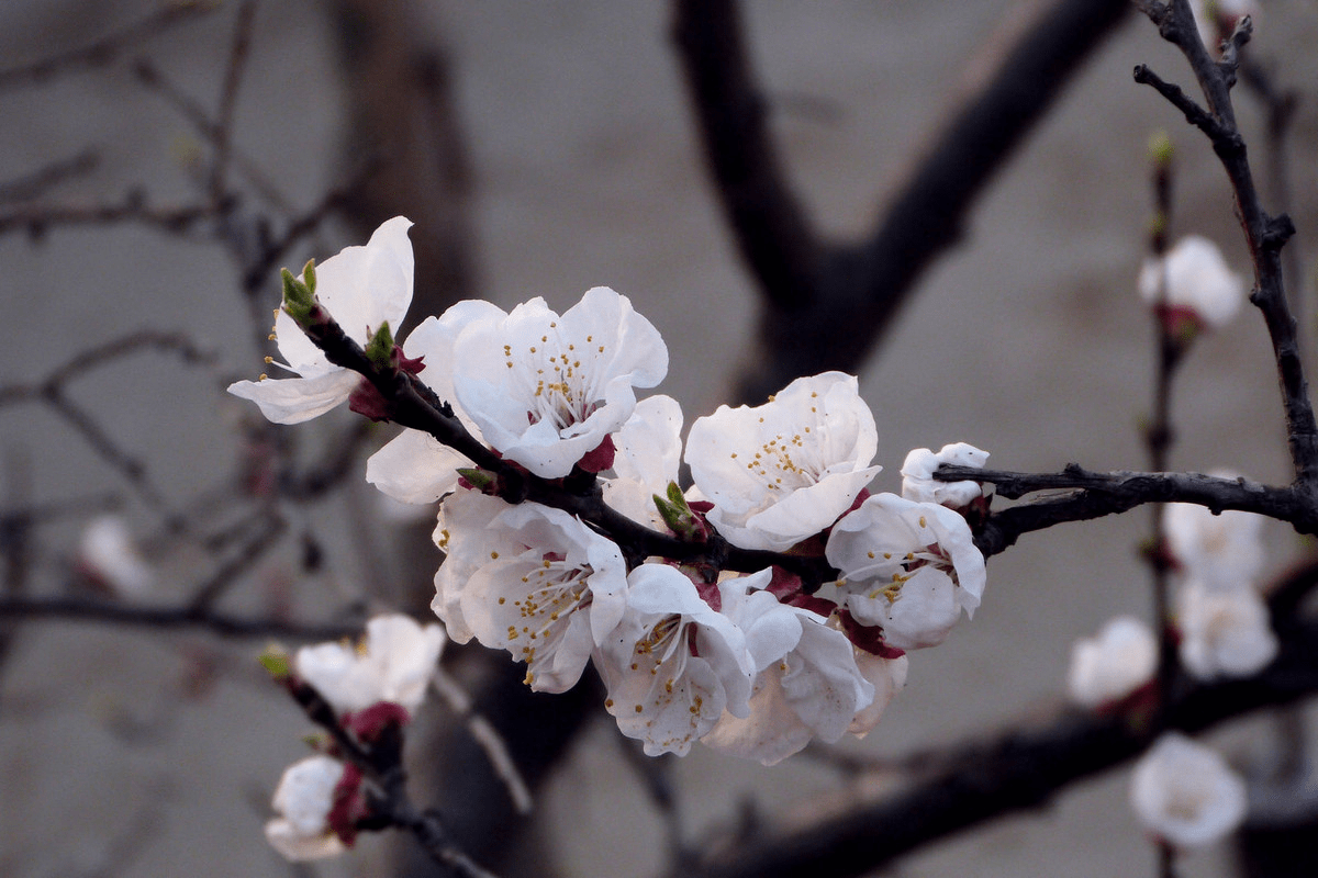 最是一年春好处,不负春光不负卿