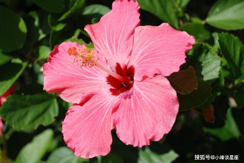 3月18日开始鸿运缠身 财源广进 财厚运旺的四大生肖 五行