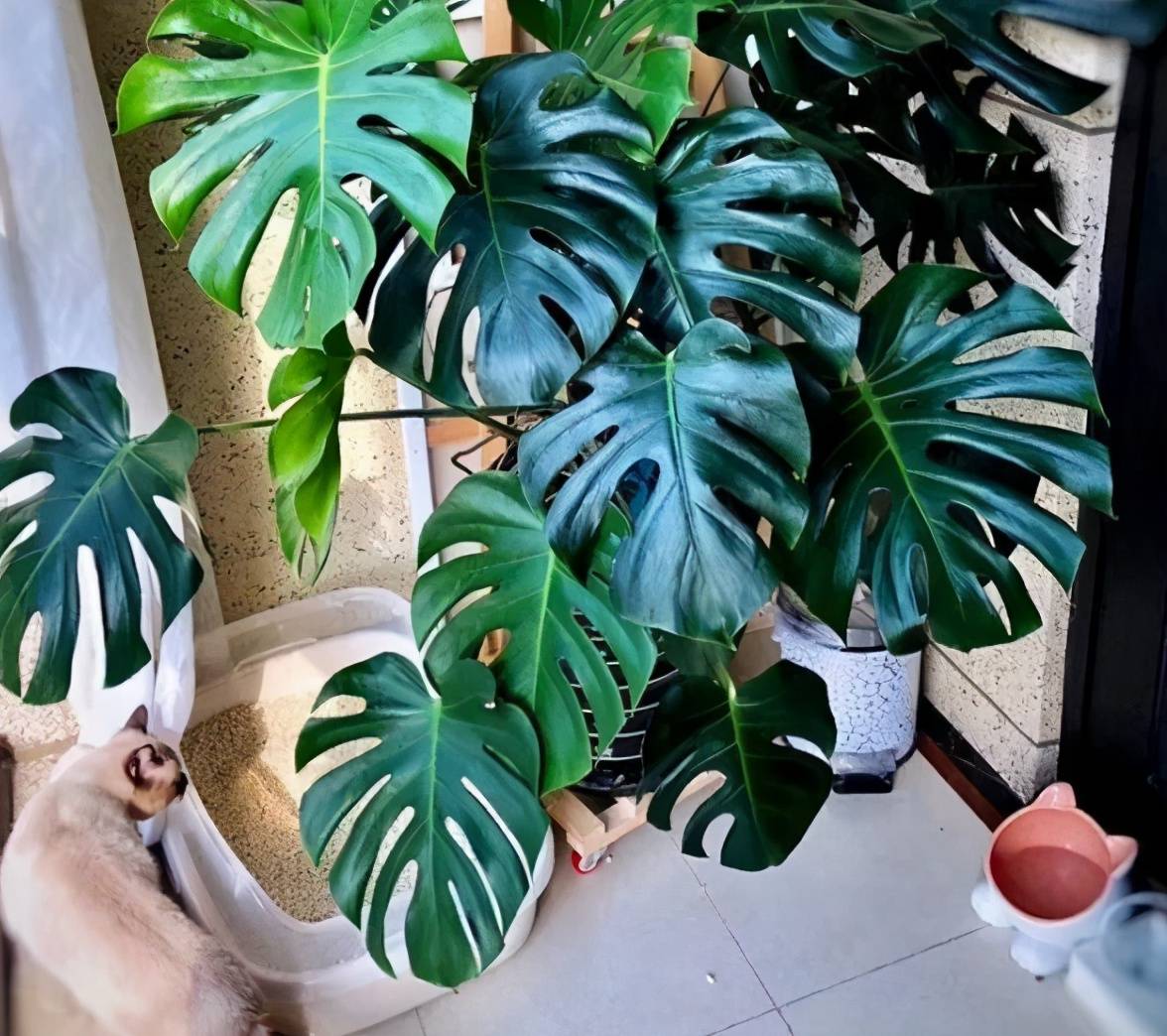 龟背竹怎样能长粗根 173ec911bff34a629c1add05fb926135.jpeg