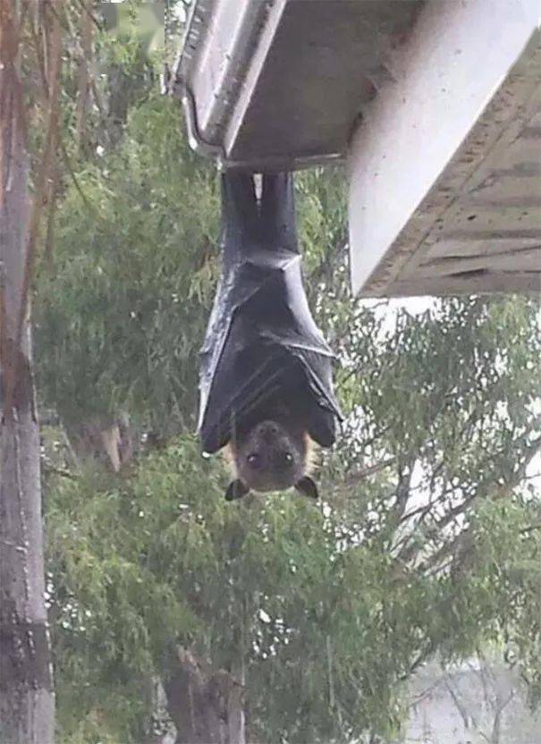 澳洲巨型蝙蝠图片