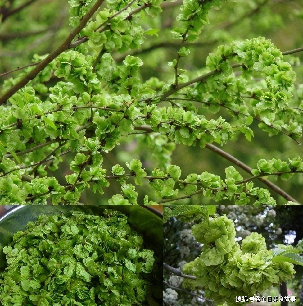 春天的榆钱鲜嫩,炒鸡蛋贼香,健胃安神