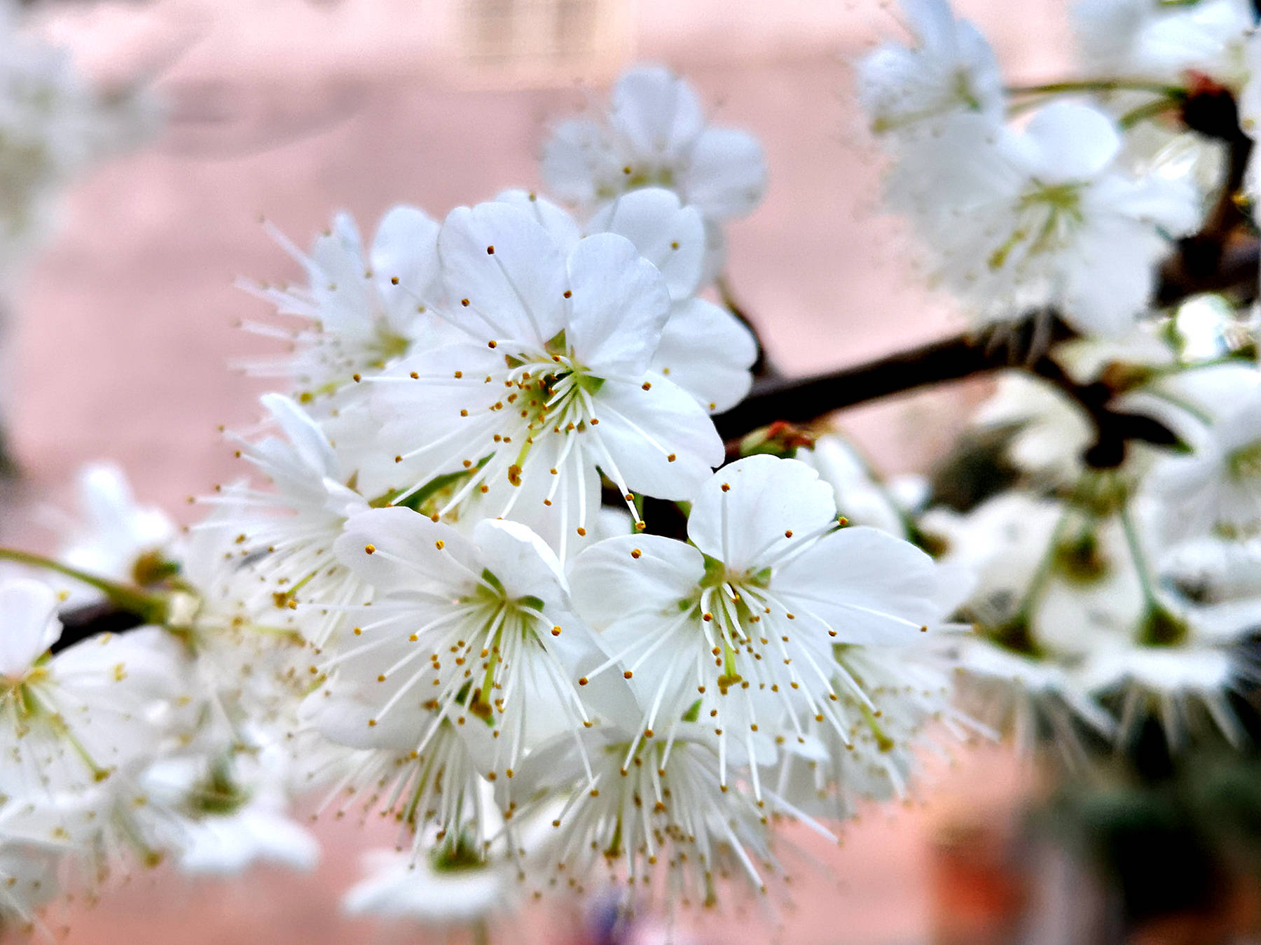 广元农村的樱桃花开啦,洁白的花朵如雪!