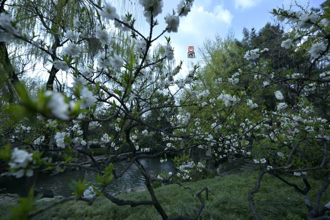 在西安的四月，樱花和古寺更配
