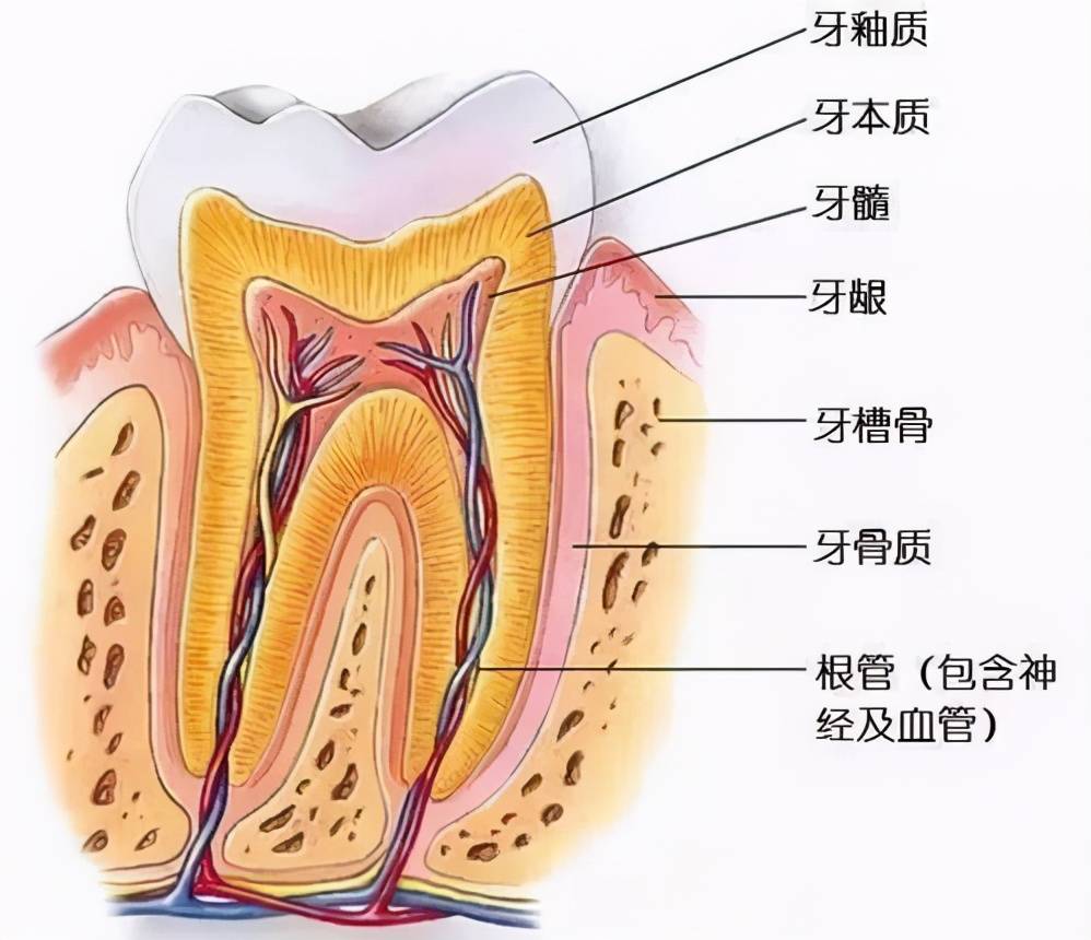 补牙用的激光什么原理_补牙牙套是什么样子的