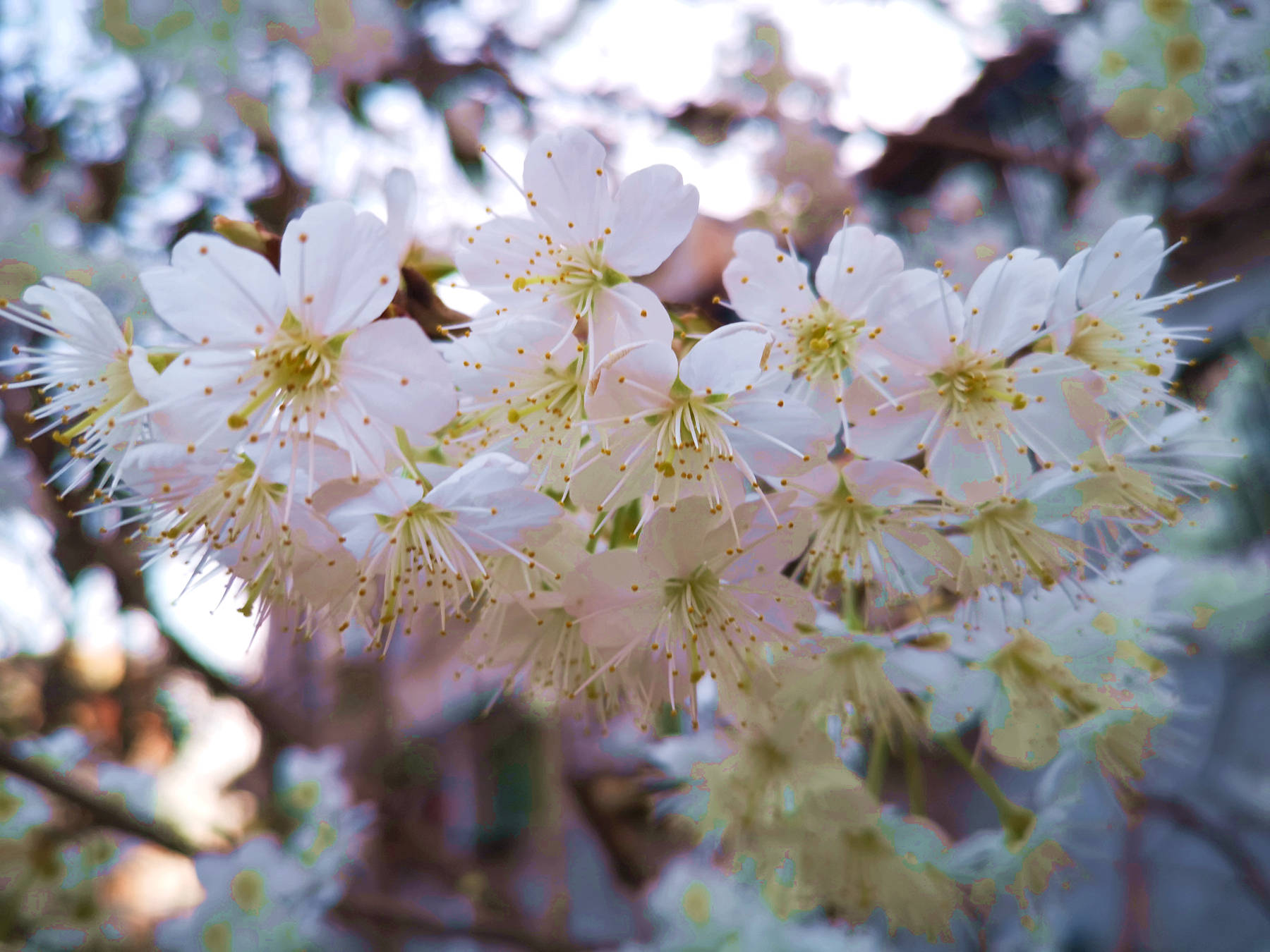 你知道吗？广元农村的樱桃花开啦，洁白的花朵如雪！