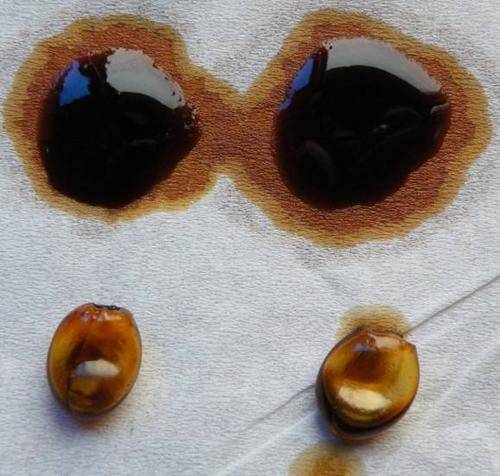 老农春天一个月摘杨树芽收入过万有什么诀窍杨树芽有什么用