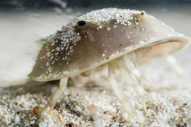 蓝色血液的鲎在中国多吗 a24198edeed74fa991c29bb82399d823.jpeg