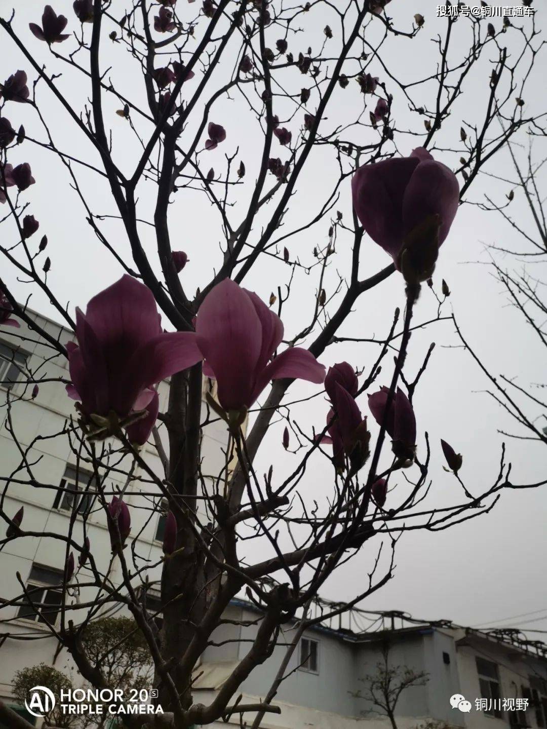 铜川老区春暖花开，处处是美景