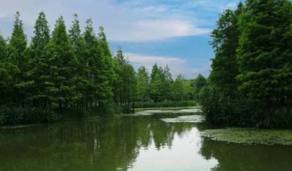 上海的市内公园，规模相当于一座小型森林，已经成为本地人的最爱