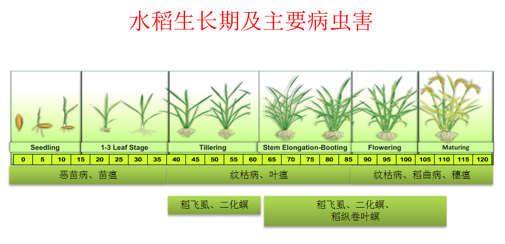 水稻不同生育期及主要病蟲害01在水稻的種植過程中,常發生的